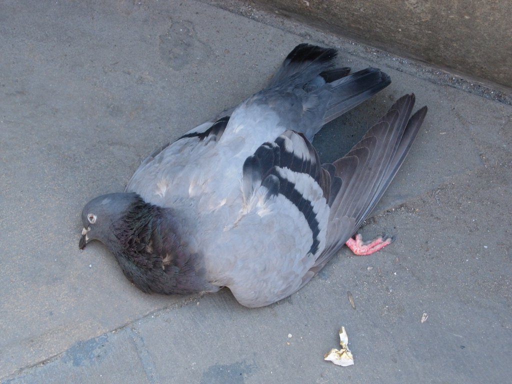 A Dead Pigeon